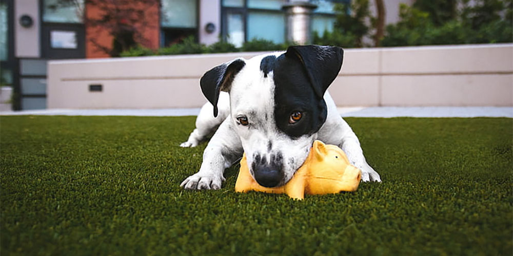 Pet-Friendly Artificial Grass